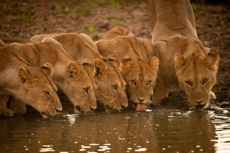 Five lionesses lie drinking from water holeの写真素材