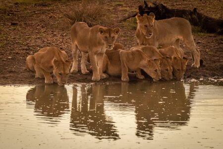 Four lionesses drink water by two othersの写真素材