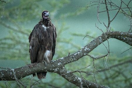 Hooded vulture on lichen-covered branch facing right