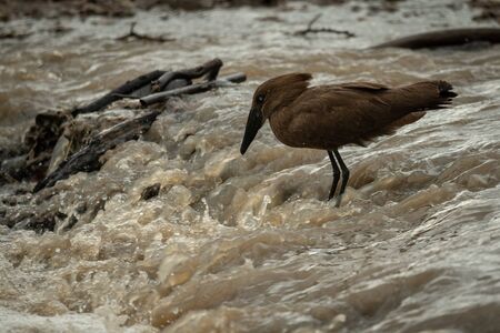 Hamerkop stands in river waiting for fishの写真素材