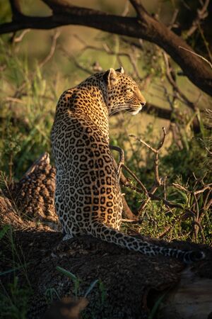 Leopard sits on log turning head rightの写真素材