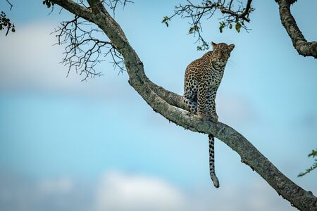 Leopard sits on branch under blue skyの写真素材