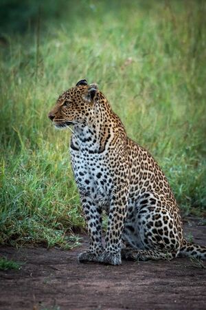 Leopard sits on ground by long grassの写真素材