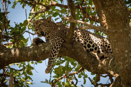 Leopard lies on twisted branch dangling legの写真素材