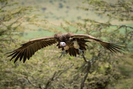 Lappet-faced vulture glides towards landing in treesの写真素材