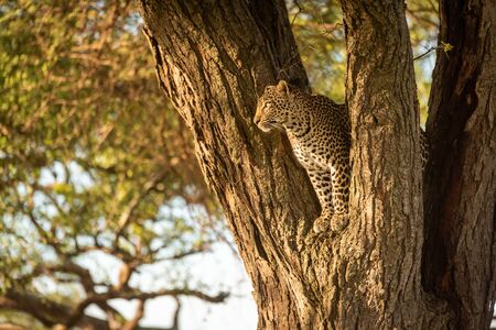 Leopard looking out from fork of treeの写真素材