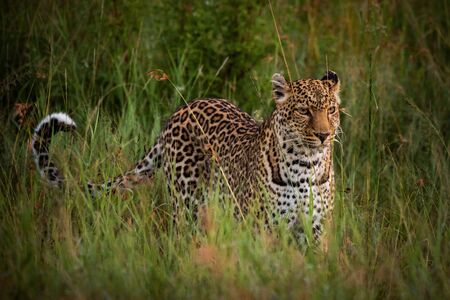 Leopard stands in long grass at dawnの写真素材