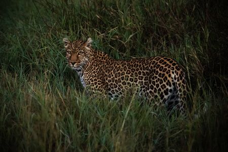 Leopard walks through long grass at dawnの写真素材