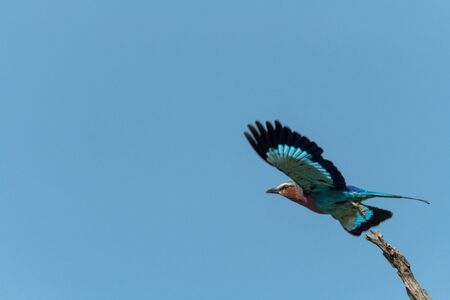 Lilac-breasted roller taking off from dead branchの写真素材