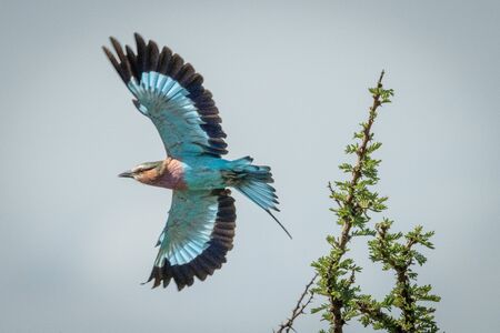 Lilac-breasted roller taking off from leafy branch