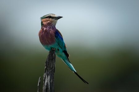 Lilac-breasted roller on tree stump turns headの写真素材