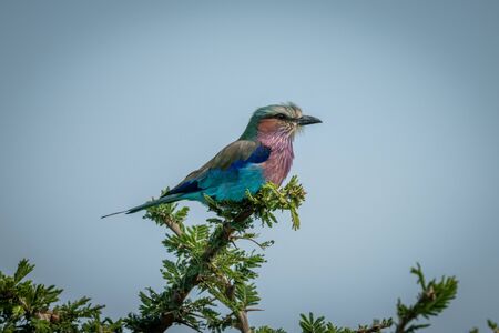 Lilac-breasted roller perches in profile on branchの写真素材