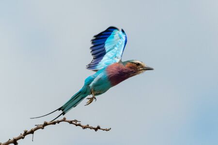 Lilac-breasted roller takes off with wings raisedの写真素材