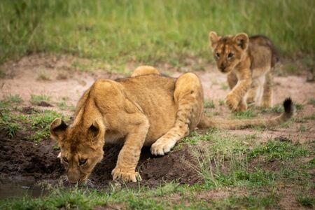 Lion cub approaches another drinking from poolの写真素材
