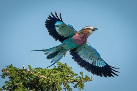 Lilac-breasted roller taking off from thorn bushの写真素材