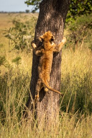 Lion cub climbs tree trunk in grasslandの写真素材