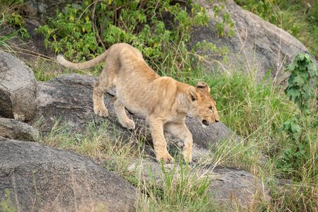 Lion cub climbs down rocks in grassの写真素材