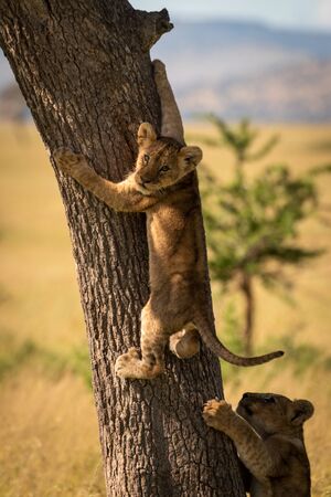 Lion cub climbs tree trunk looking backの写真素材