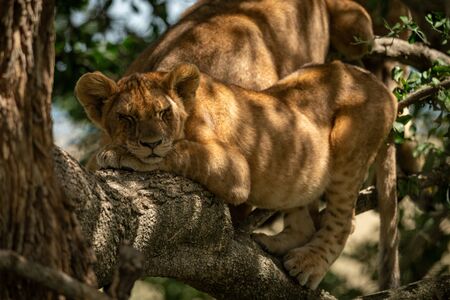 Lion cub asleep on branch in sunshineの写真素材