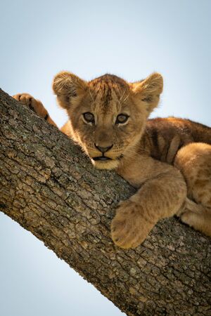 Lion cub lies in tree facing cameraの写真素材