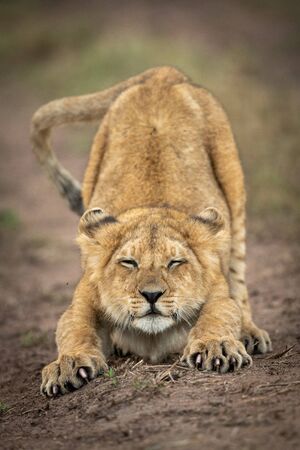 Lion cub closes eyes stretching on trackの写真素材