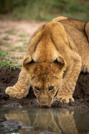 Lion cub lies drinking from water holeの写真素材