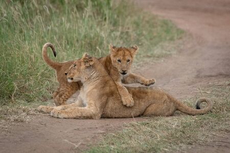 Lion cub climbs over another on trackの写真素材