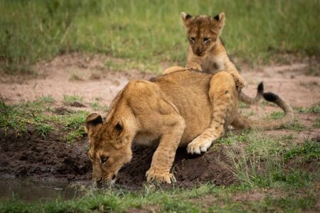 Lion cub behind another drinking from poolの写真素材