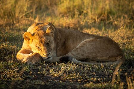 Lion cub lies asleep on short grassの写真素材