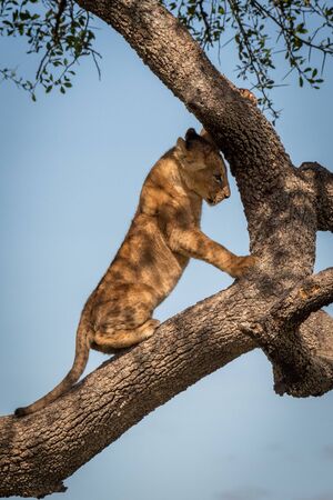 Lion cub climbs tree under blue skyの写真素材
