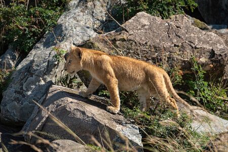 Lion cub climbs over rocks in sunshineの写真素材