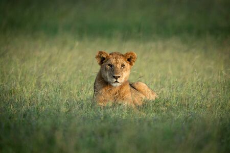 Lion cub lies in grass facing cameraの写真素材