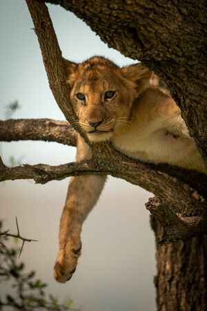 Lion cub lies dangling leg from branchの写真素材