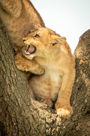 Lion cub snarls at another in treeの写真素材