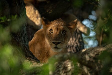 Lioness lies in tree looking through leaves