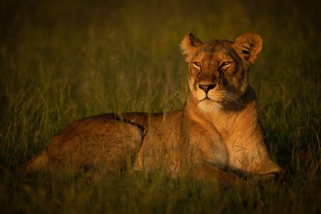 Lioness lies in grass in golden hourの写真素材