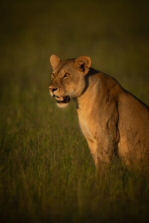 Lioness sits in grass in golden lightの写真素材