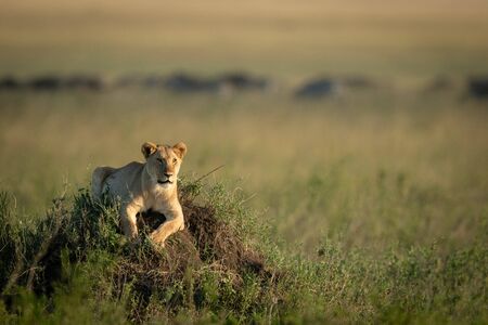 Lioness lies on mound with wildebeest behindの写真素材