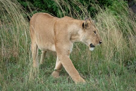 Lioness walks through long grass by bushes