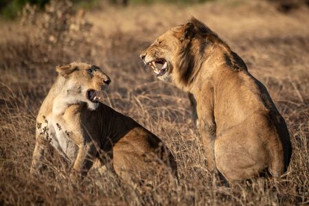 Lions growl at each other after matingの写真素材