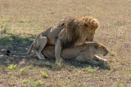 Lions mate on short grass in sunshineの写真素材