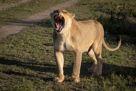 Lioness yawns widely on grass by trackの写真素材