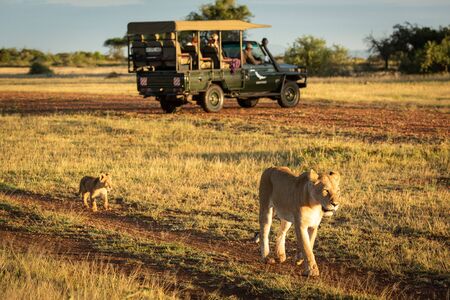 Lioness walks past truck followed by cubのeditorial素材