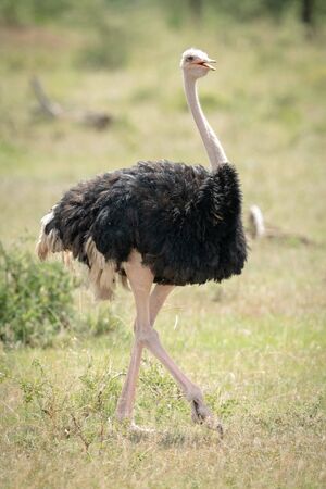 Male common ostrich walks through sunlit grasslandの写真素材