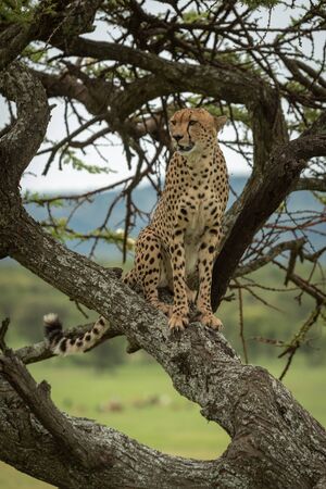 Male cheetah sits in tree looking left