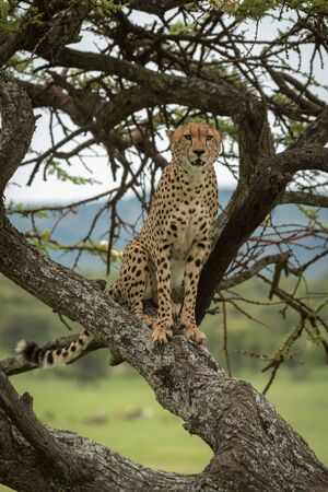Male cheetah sitting on acacia tree trunk