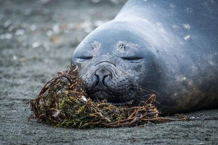 Close-up of elephant seal sleeping on beachの写真素材