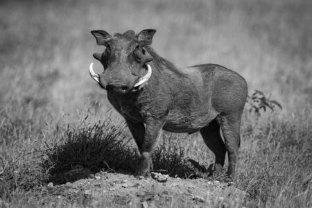 A common warthog stands on an earth mound turning in the sunshine. It has grey skin, a brown mane and white tusks and is turning to face the camera.の写真素材
