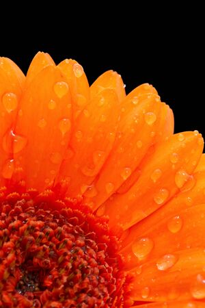 Close-up of the centre and petals of an orange gerbera, sprinkled with raindrops against a black backgroundの写真素材