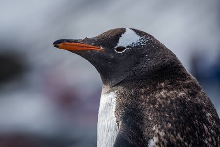 Close-up of gentoo penguin with blurred backgroundの写真素材